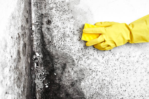 Best Crawl Space Mold Remediation in San Antonio, FL