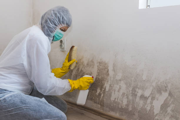 Best Insurance-Related Mold Remediation in San Antonio, FL