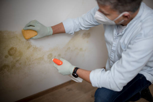 Best Emergency Mold Remediation in San Antonio, FL