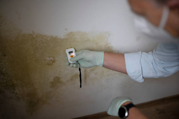 Best HVAC Mold Remediation in San Antonio, FL