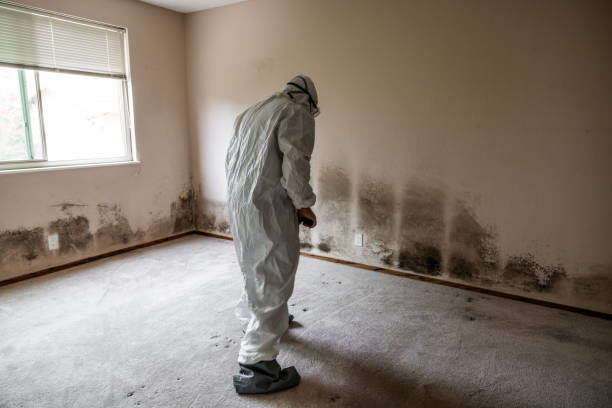 Best Mold Testing and Inspection Services in San Antonio, FL