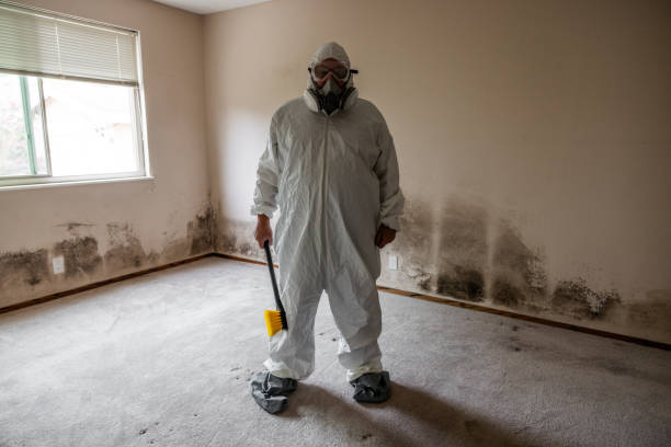 Trusted San Antonio, FL Mold Remediation Experts