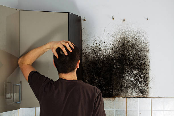 Best HVAC Mold Remediation in San Antonio, FL
