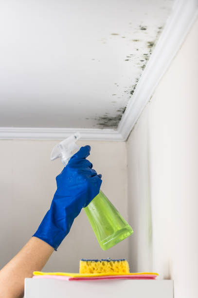 San Antonio, FL Mold Remediation Company
