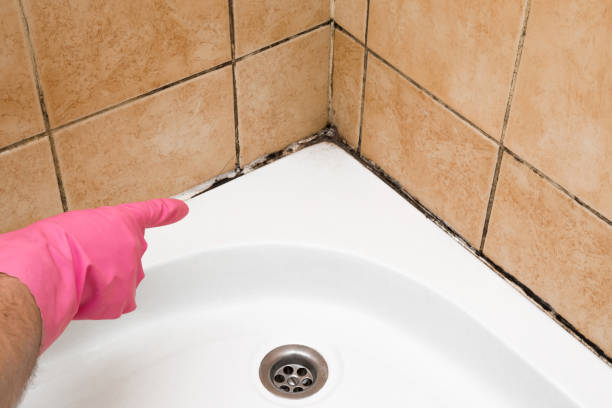 Best Black Mold Remediation in San Antonio, FL